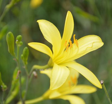 黄花菜