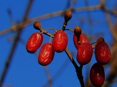 山茱萸