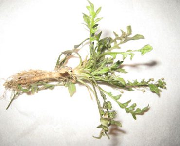 荠菜根