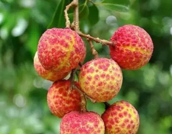 水果“贵族”榴莲都排不上，日本草莓迪拜西瓜，中国拿出“它”？