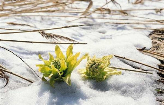 雪莲花