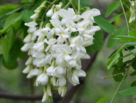 槐花