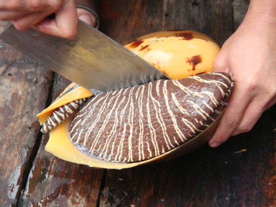 椰子螺