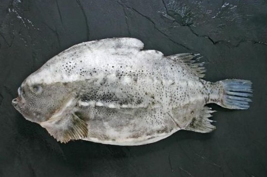 海森斑鱼