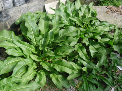 土大黄
