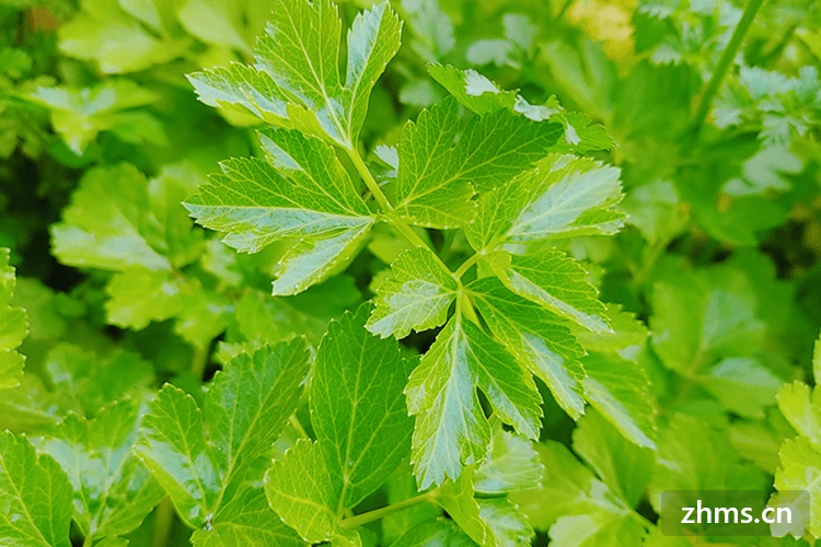 香菜产地