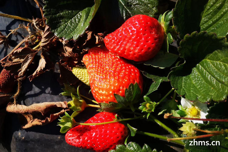 发芽的草莓