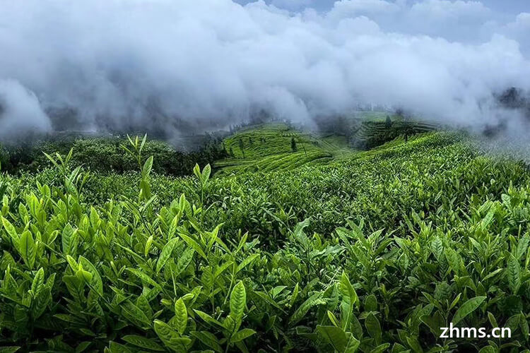 上等茶水