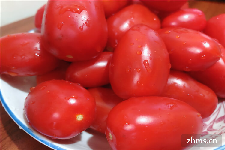 小番茄多少钱一斤